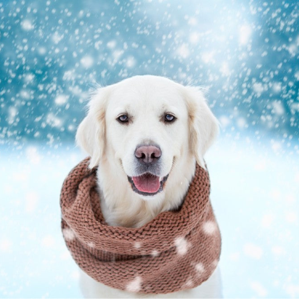 How to Keep Your Dog Warm and Safe this Winter