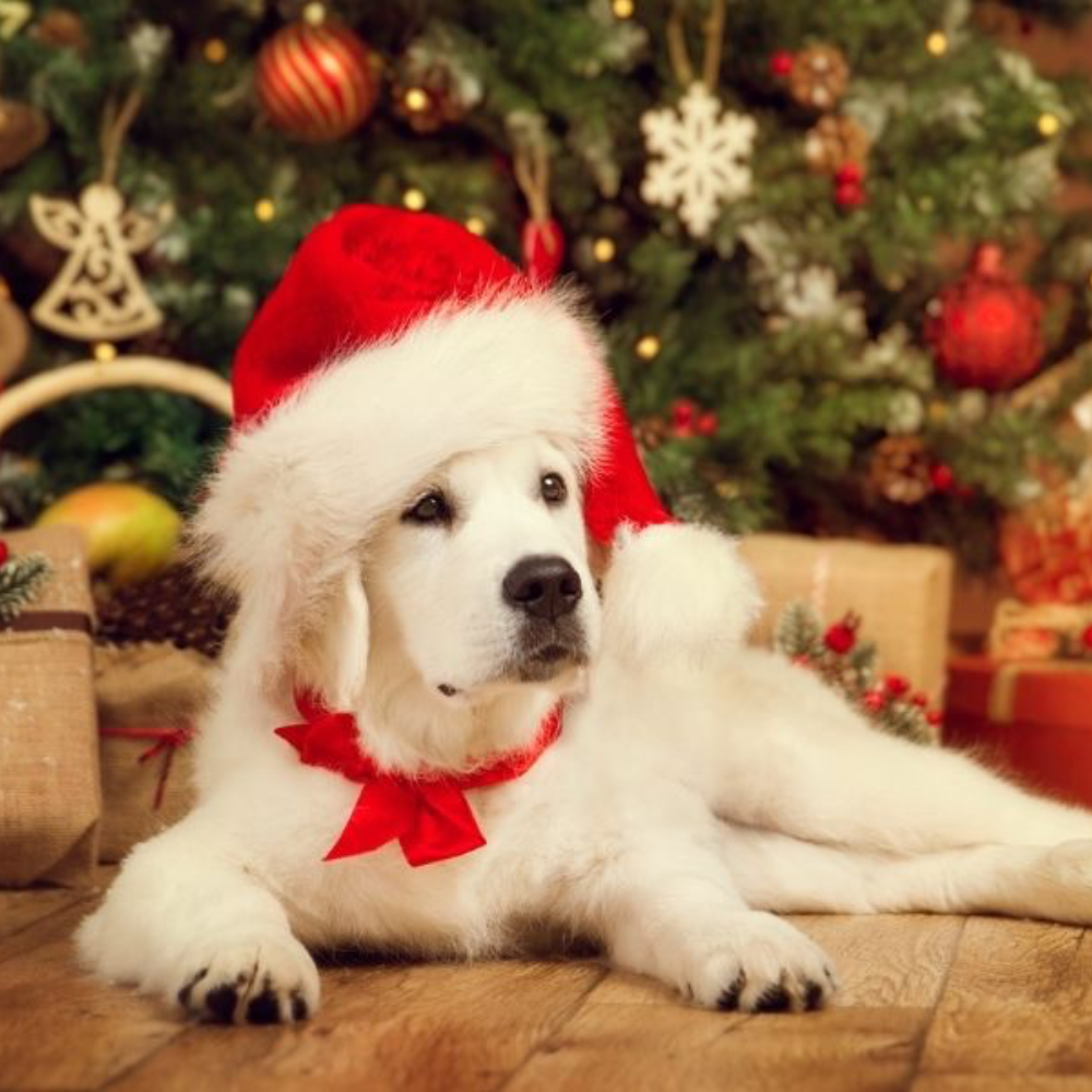 Santa store for dogs