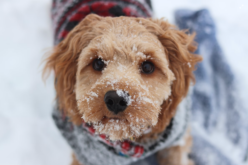 Is your dog cold?