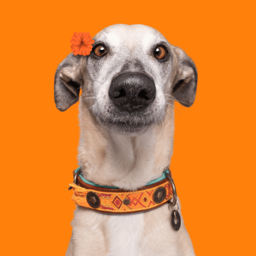 Lords and Labradors Collar Orange Leather Boho Chica Dog Collar - Dog with a Mission