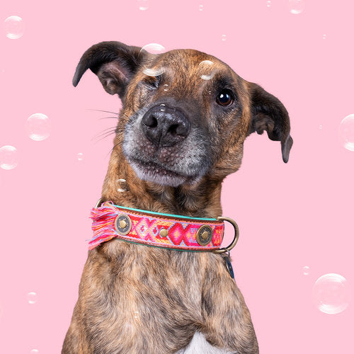 Lords and Labradors Collar Pink Boho Rosa Dog Collar - Dog with a Mission