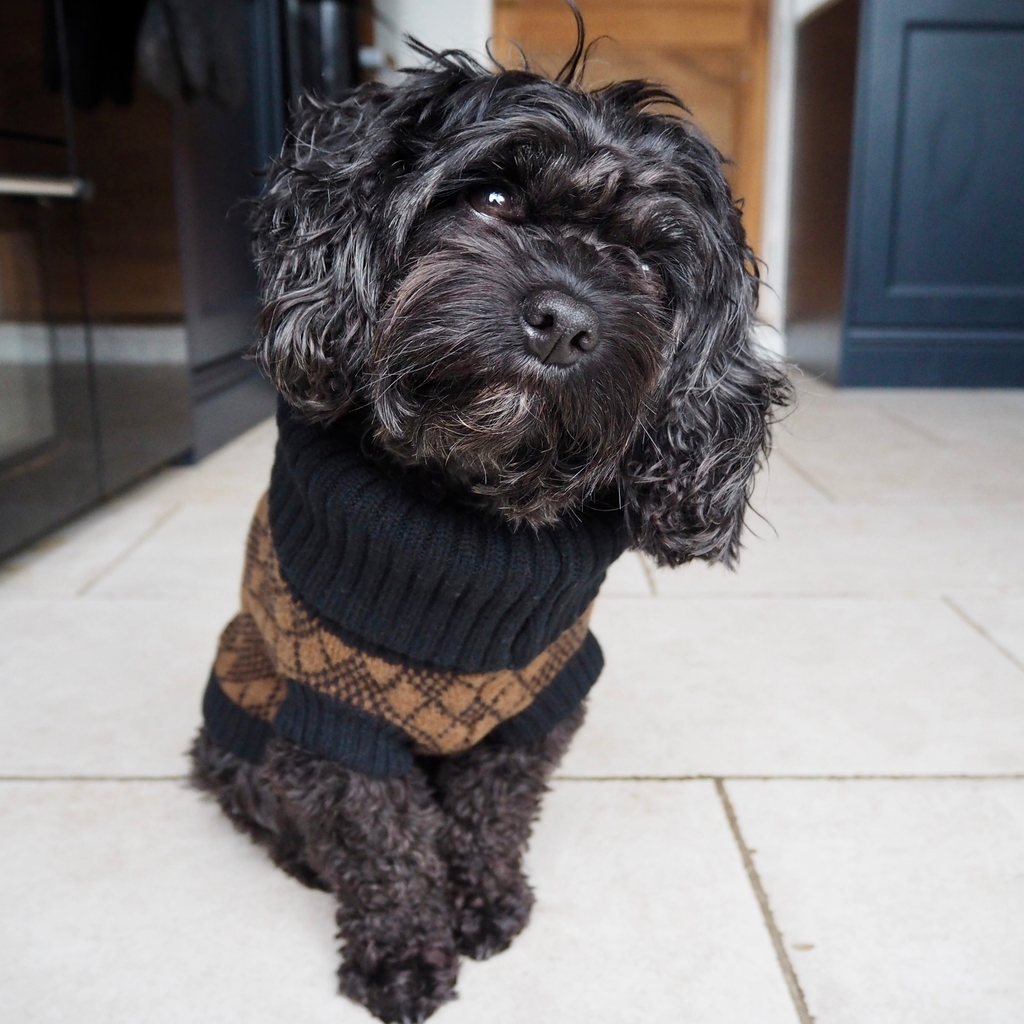 Wag & Wool Apparel & Accessories Lucy Dog Jumper Brown & Black