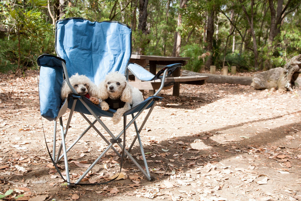 Dog Festival Essentials: Everything You Need for a Pawsome Time