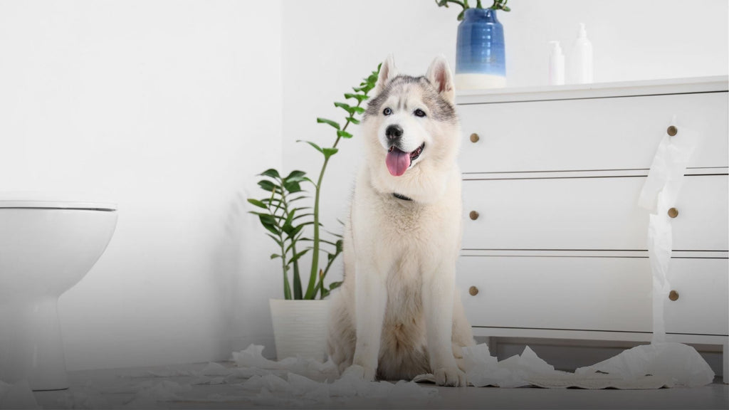 Back to School, Not Back to Boredom: How to Keep Your Dog Entertained at Home