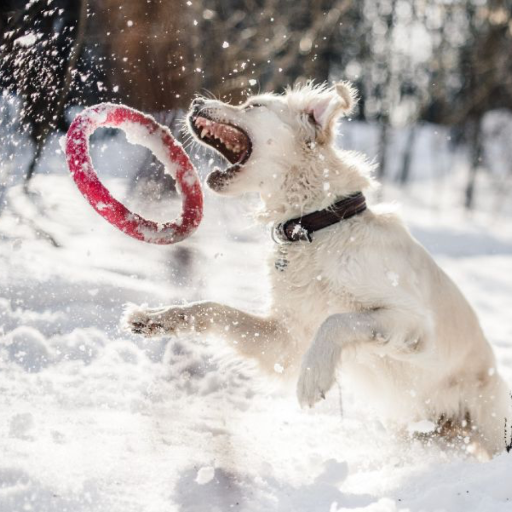 Best Winter Activities to do with Your Dog