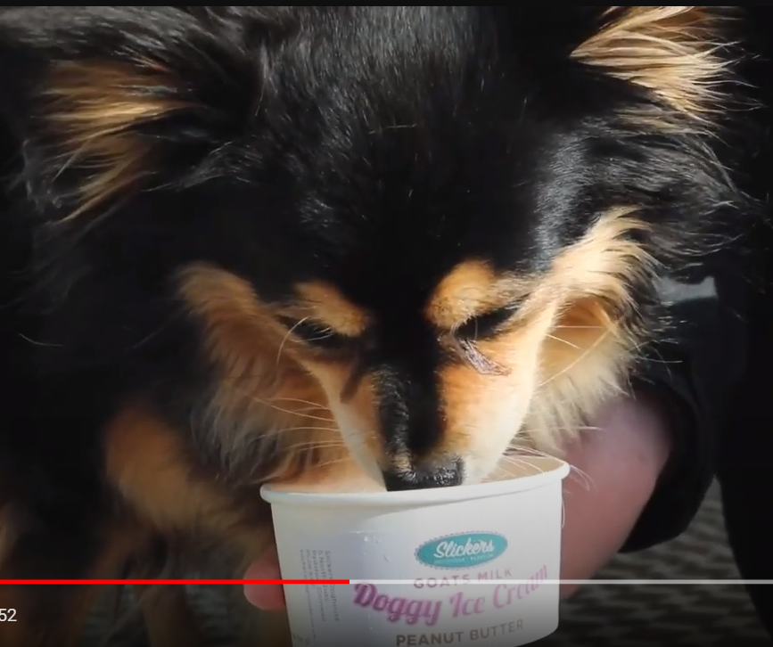 We've been busy making Doggy Ice Cream for our four-legged visitors