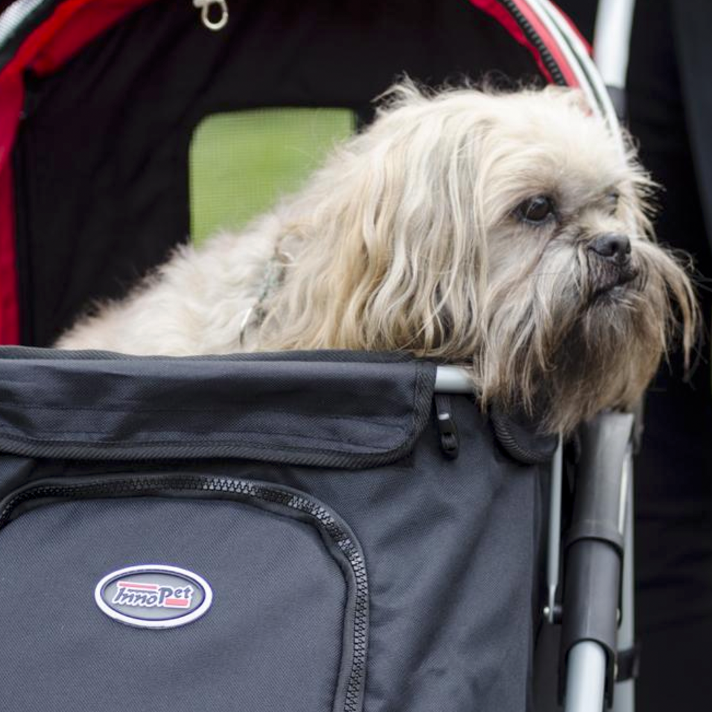 Fluffy dog leaning over the side of a dog stroller