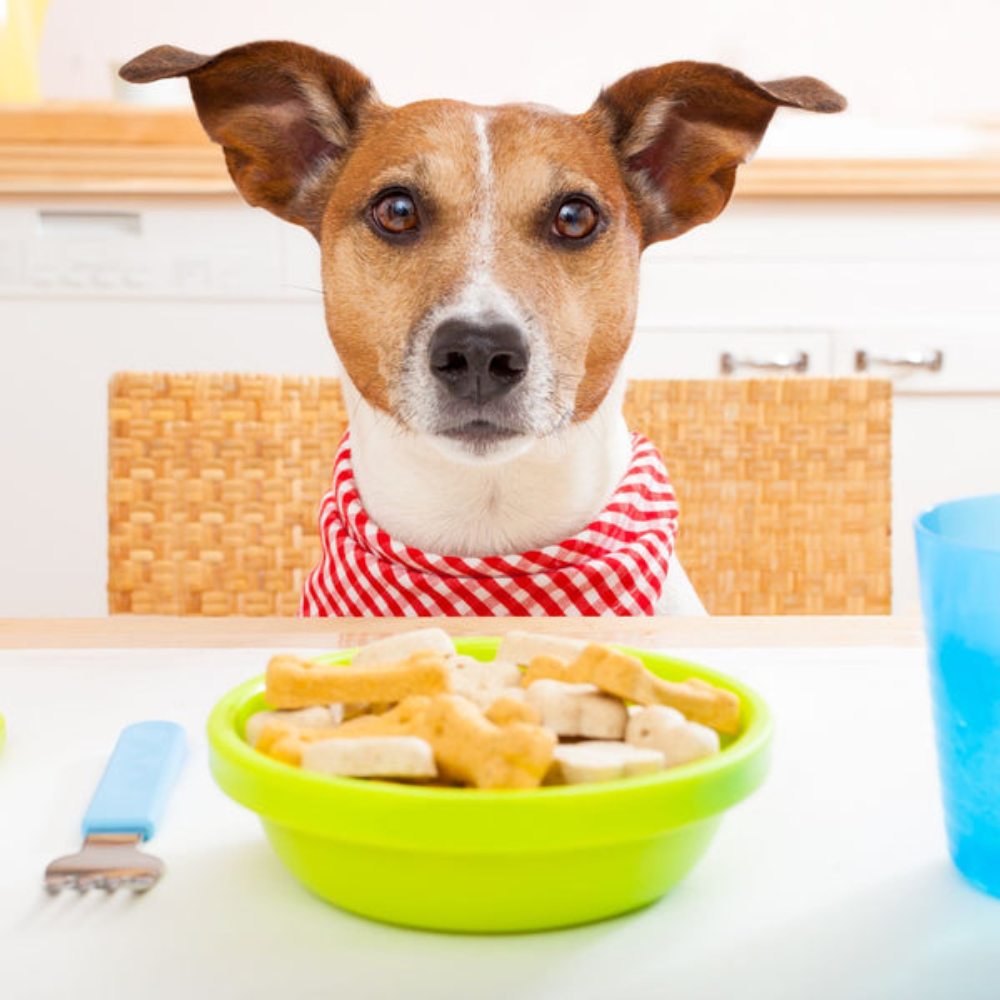 Human Foods Your Dog Can and Can't Eat