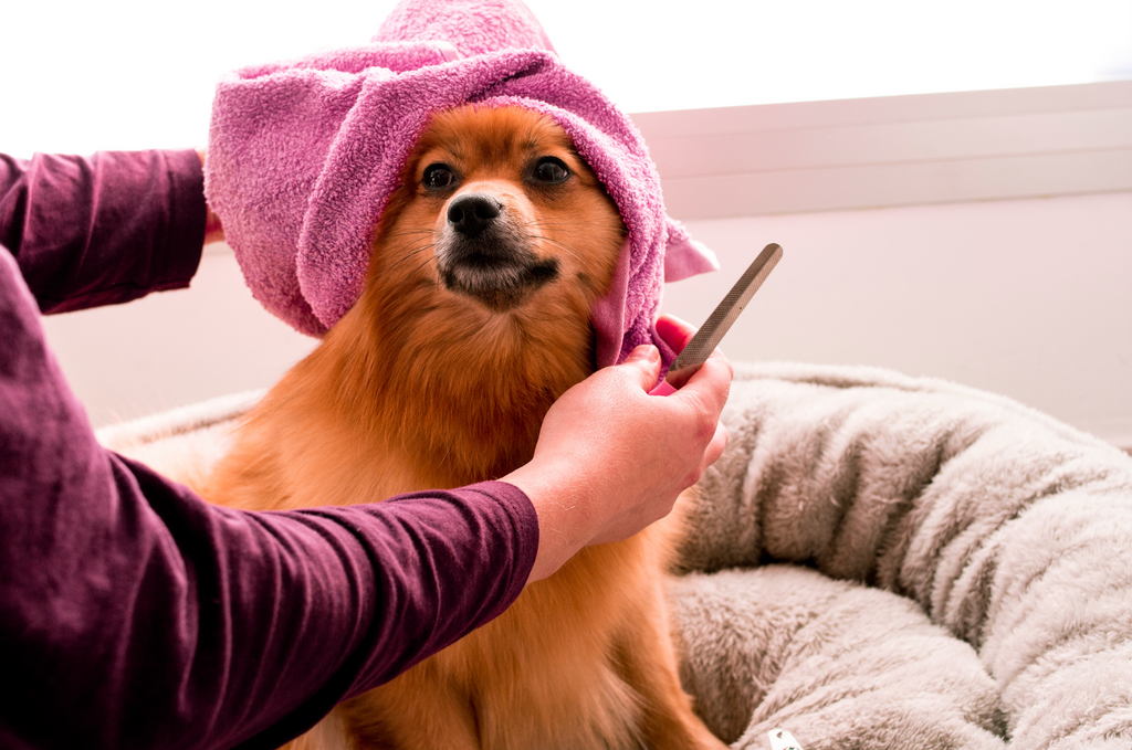 Dog being washed in the bath 