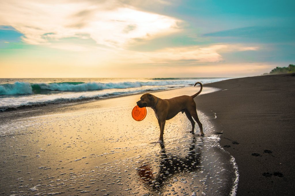 Dog friendly holidays in Cornwall