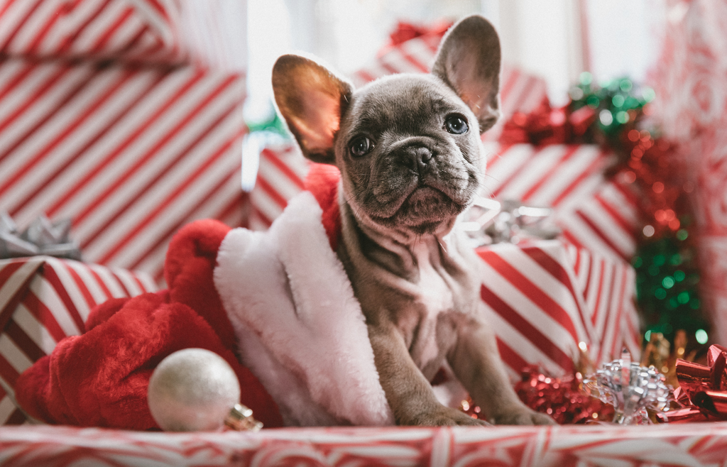 Christmas gifts for your dogs