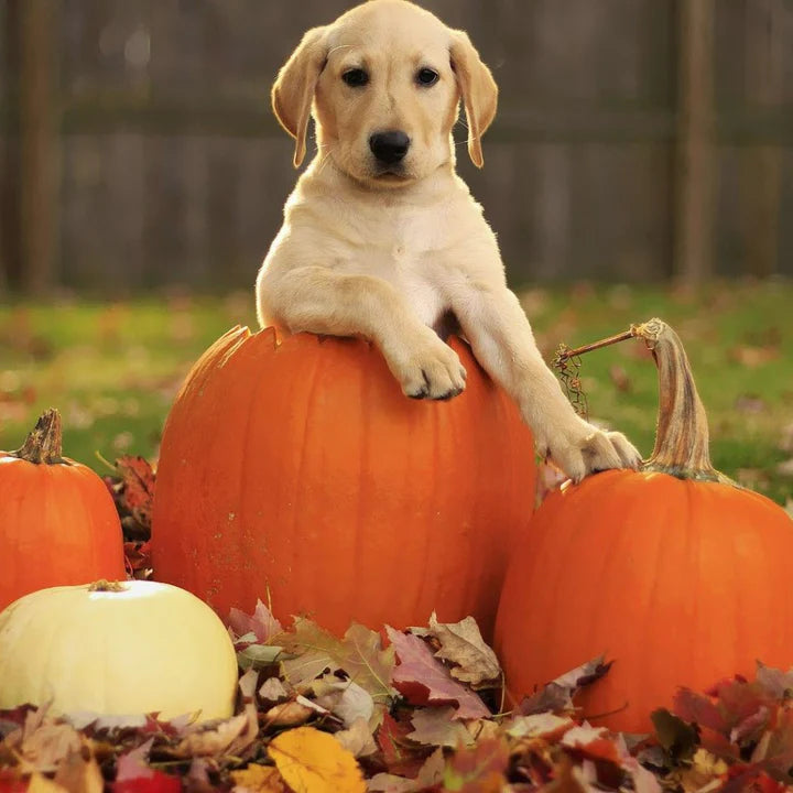 Labrador Puppy leaning on a pumpkin