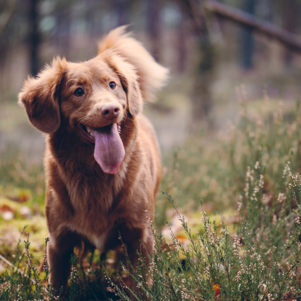 The Ulti-mutt Dog Walk