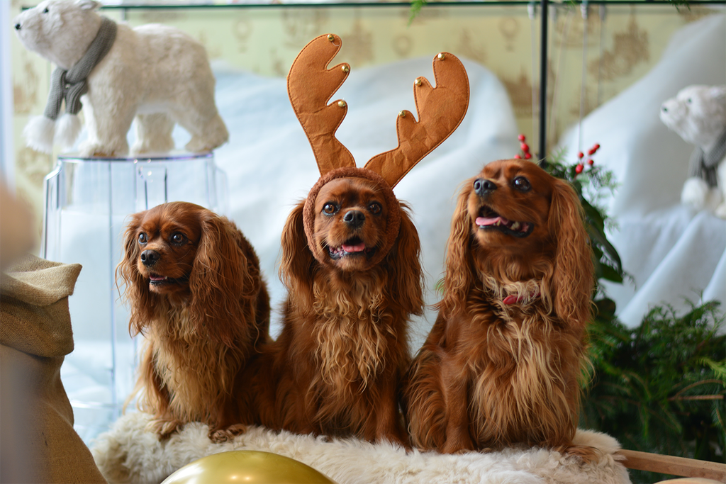 3 king Charles Cavaliers, one in reindeer antlers. 