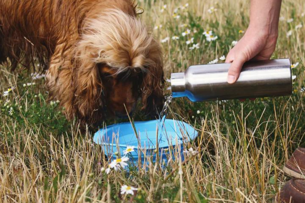 Keeping Your Canine Cool