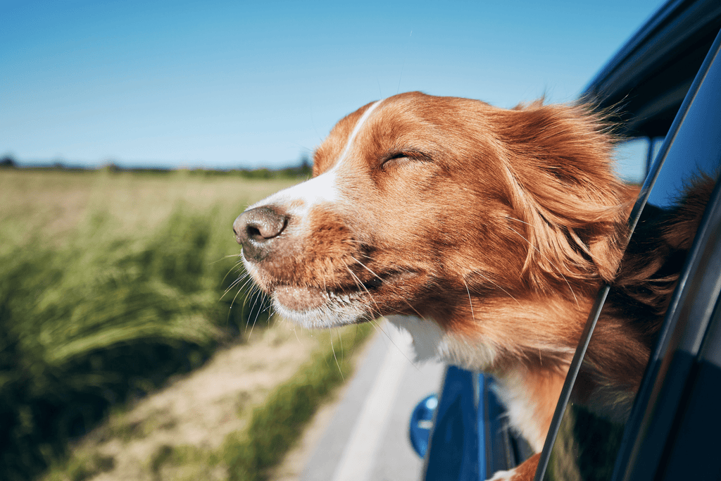 Adventure Ready: Essential Gear for Exploring with Your Dog This Spring - Slickers ◊ Doghouse