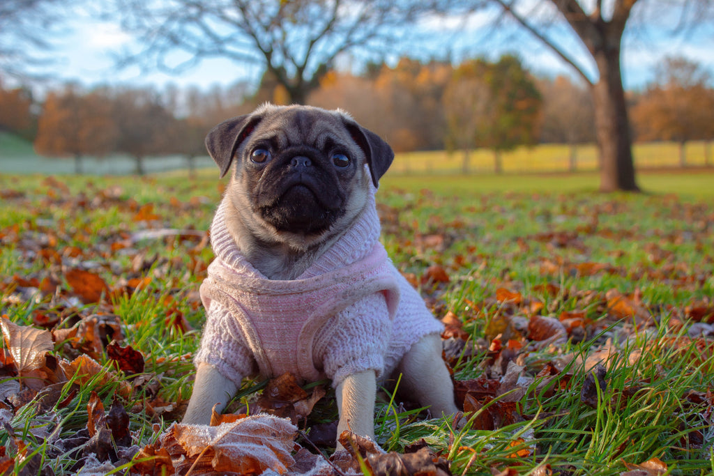 Winter coats and more to keep your dog warm this season