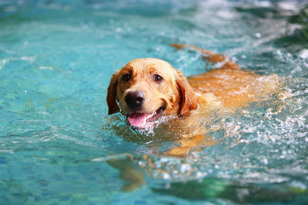 Best Cooling Products Every Dog Owner Needs for Summer - Slickers ◊ Doghouse