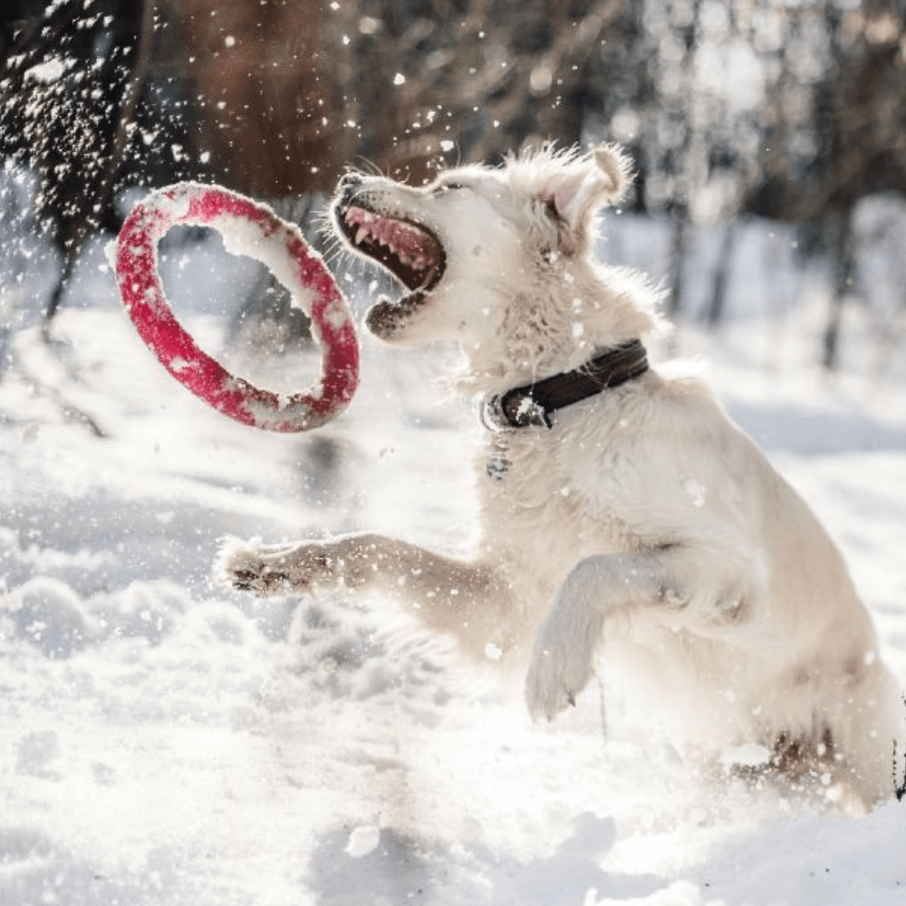 Best Winter Activities to do with Your Dog - Slickers ◊ Doghouse