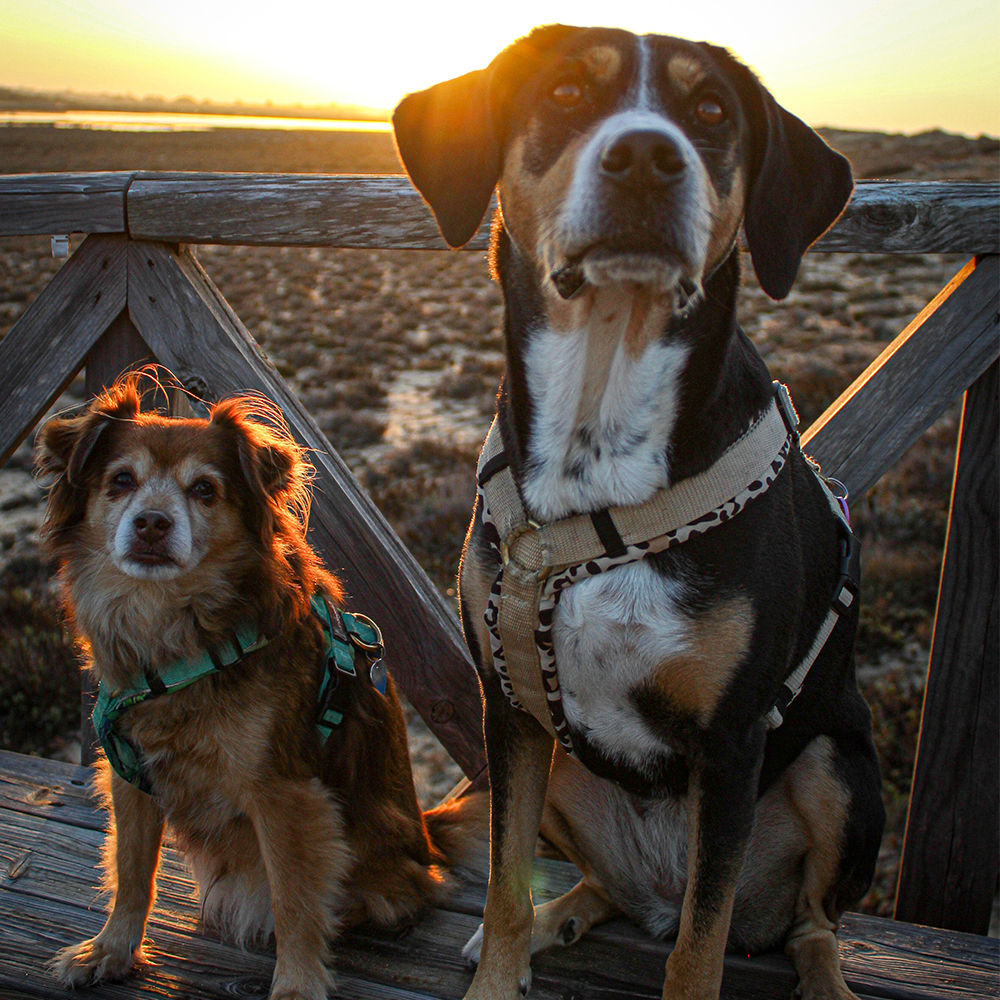 Small and large dog standing on the beach 