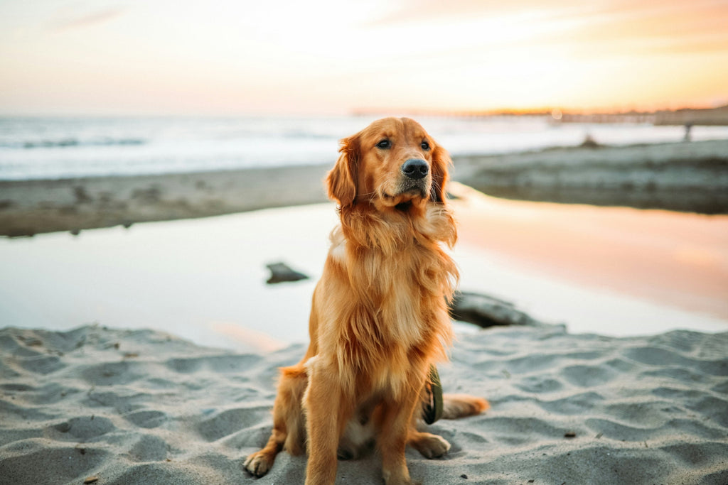 Canine Beachside Essentials - Slickers ◊ Doghouse