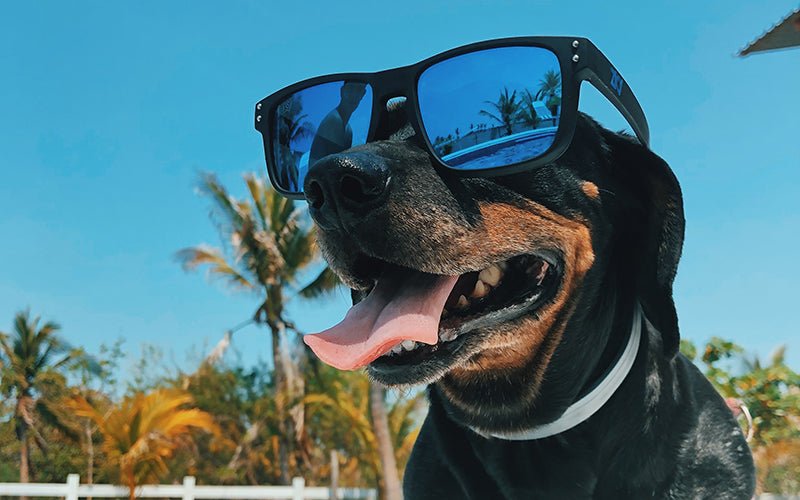 Cool coats for dogs this summer - Slickers ◊ Doghouse