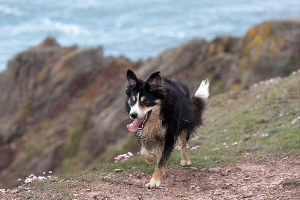 Dog-Friendly Days Out in Cornwall This Spring - Slickers ◊ Doghouse