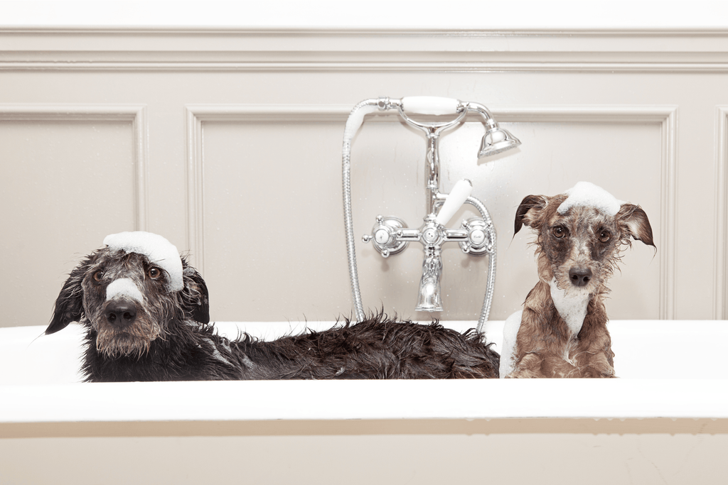 Dog grooming this summer - Slickers ◊ Doghouse