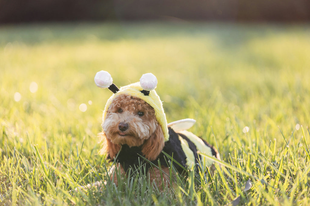 Essentials for dog walks in the spring - Slickers ◊ Doghouse