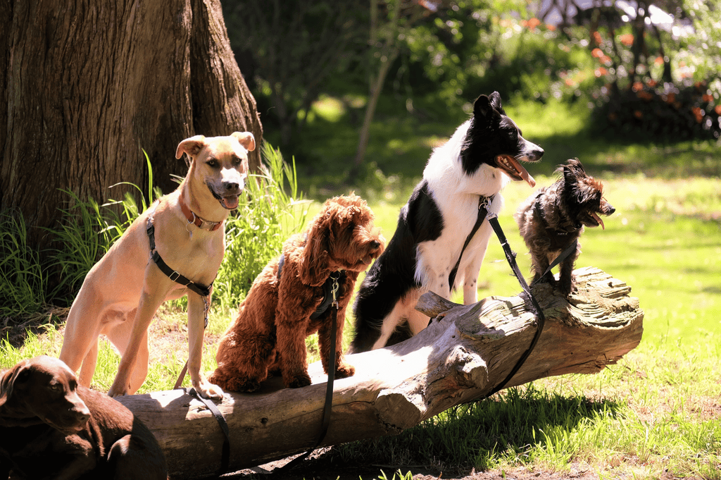 Exploring dog behaviour with Slickers - Slickers ◊ Doghouse