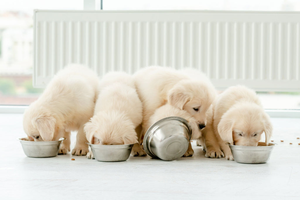Finding the Right Dog Bowl for Your Dog - Slickers ◊ Doghouse