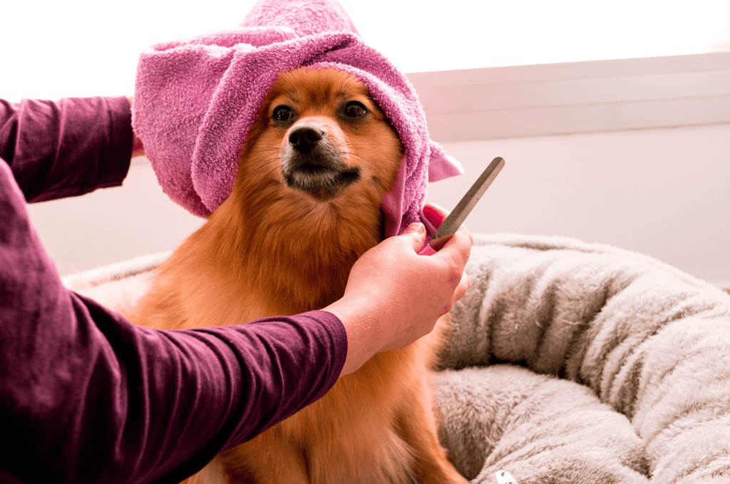 Grooming your dog at home - Slickers ◊ Doghouse