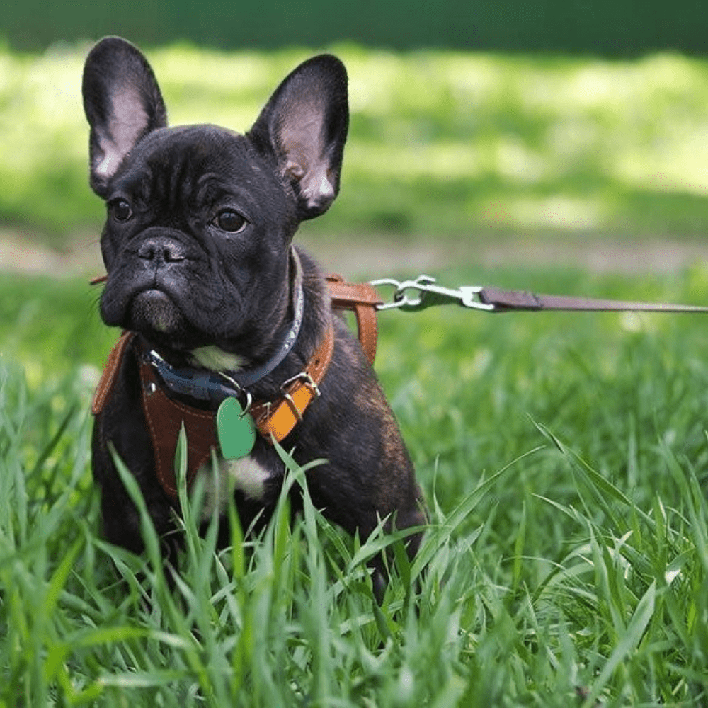 Harnesses or Collars? The insight. - Slickers ◊ Doghouse