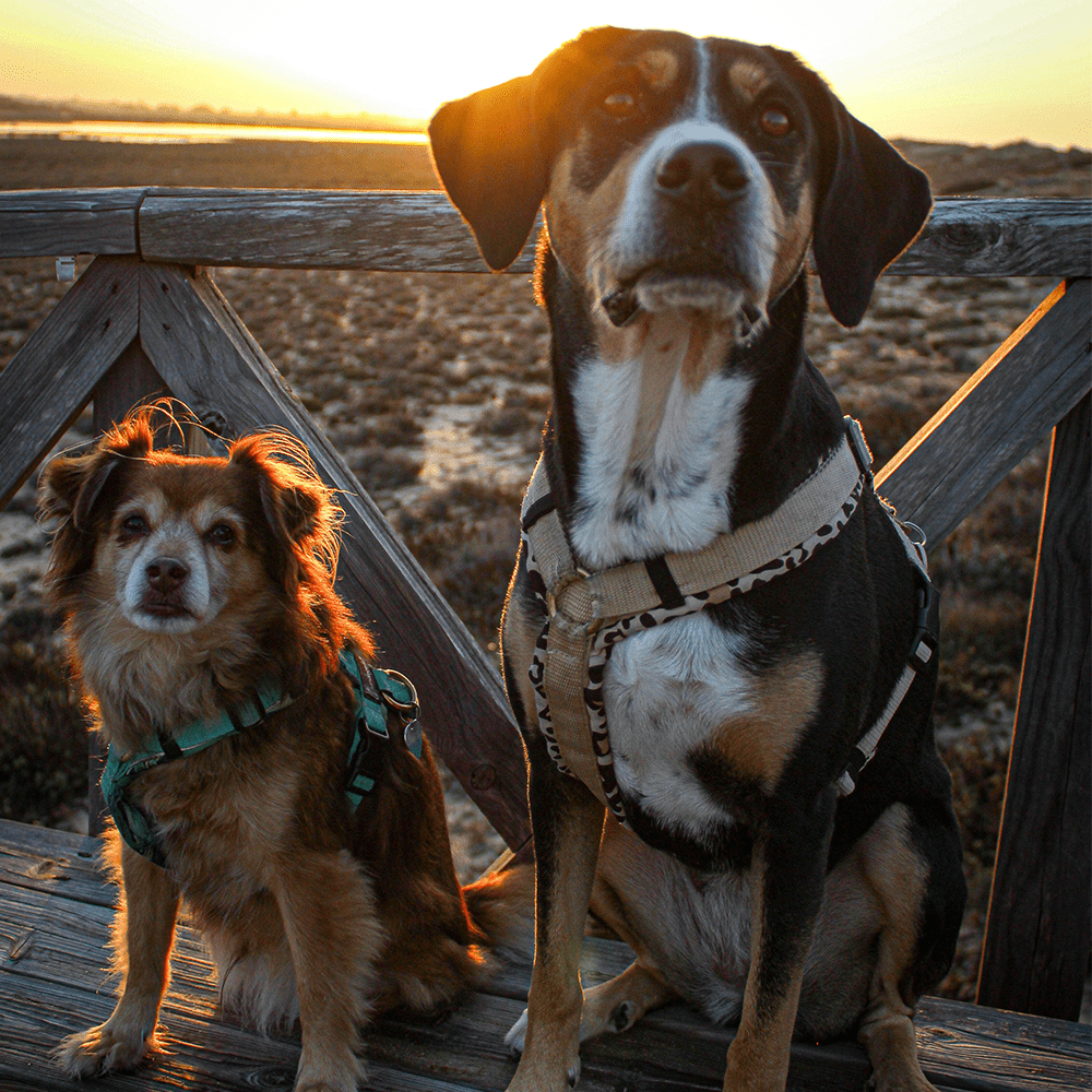 How to keep your dog safe by the water - Slickers ◊ Doghouse