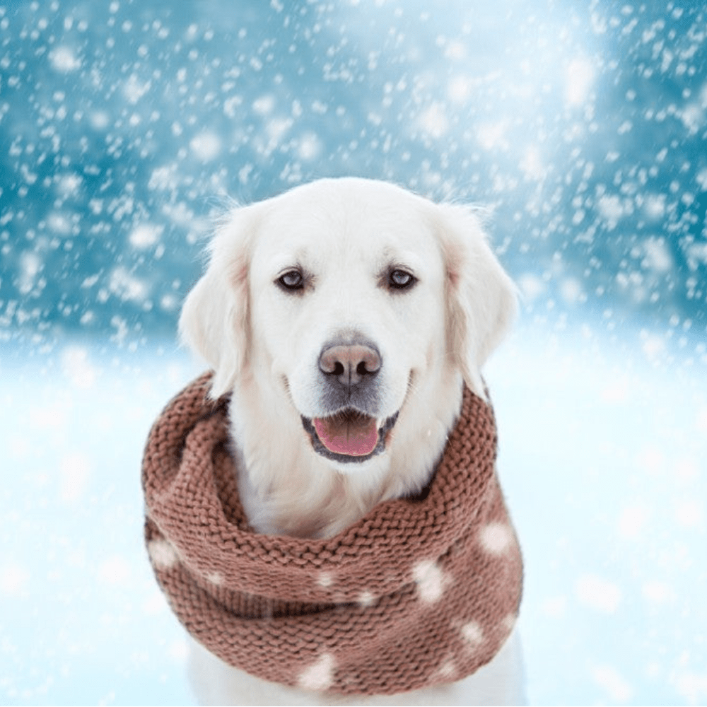How to Keep Your Dog Warm and Safe this Winter - Slickers ◊ Doghouse