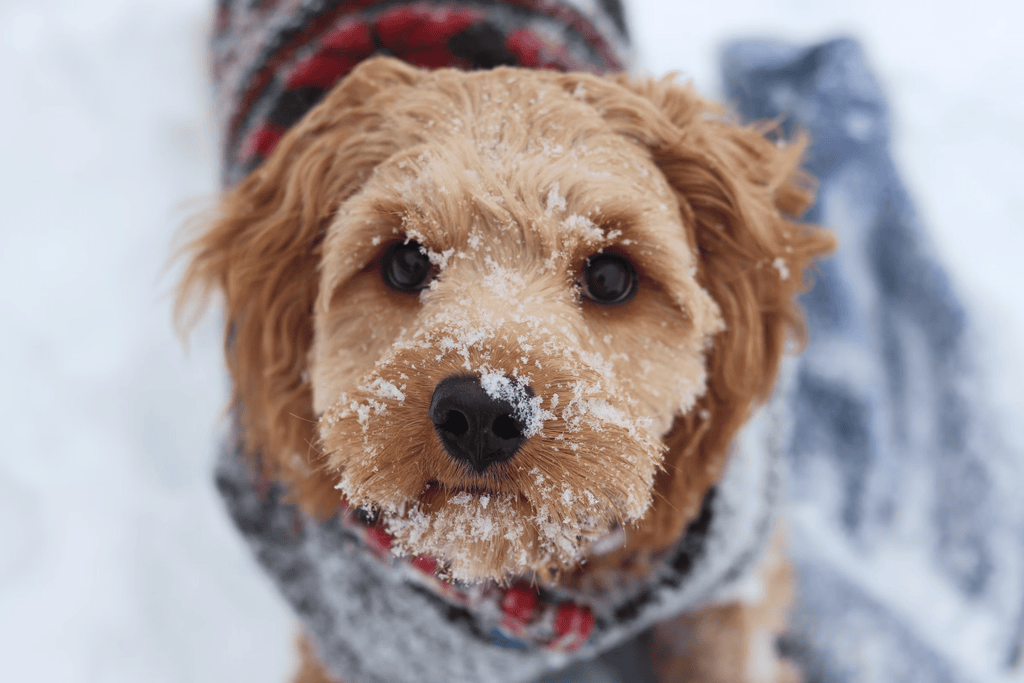 Is your dog cold? - Slickers ◊ Doghouse