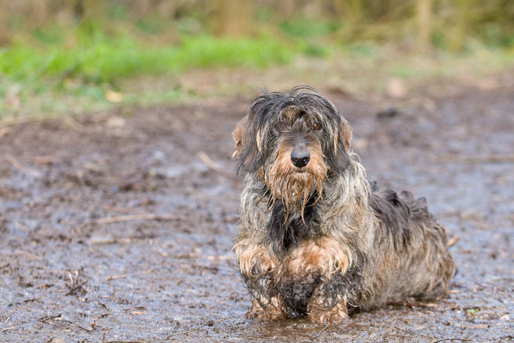 Muddy Paws, Happy Dogs: The Importance of Cleaning & Grooming Your Pup - Slickers ◊ Doghouse