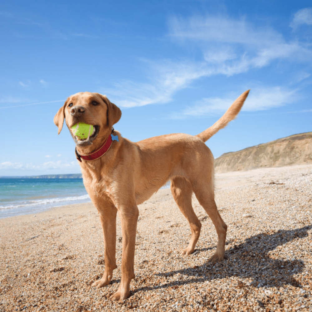 Our Favourite Dog Friendly Beaches in Cornwall - Slickers ◊ Doghouse