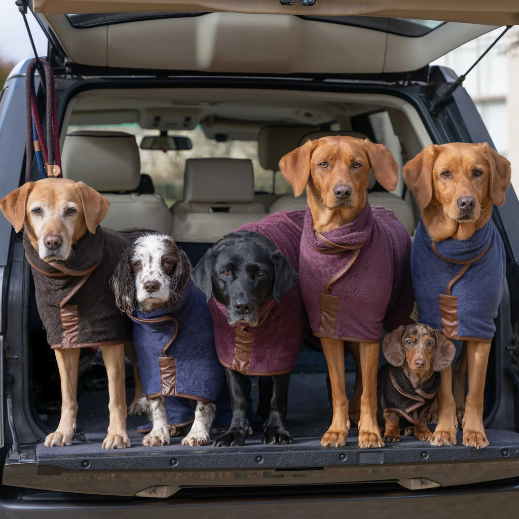 6 dogs in the boot of car wearing coats