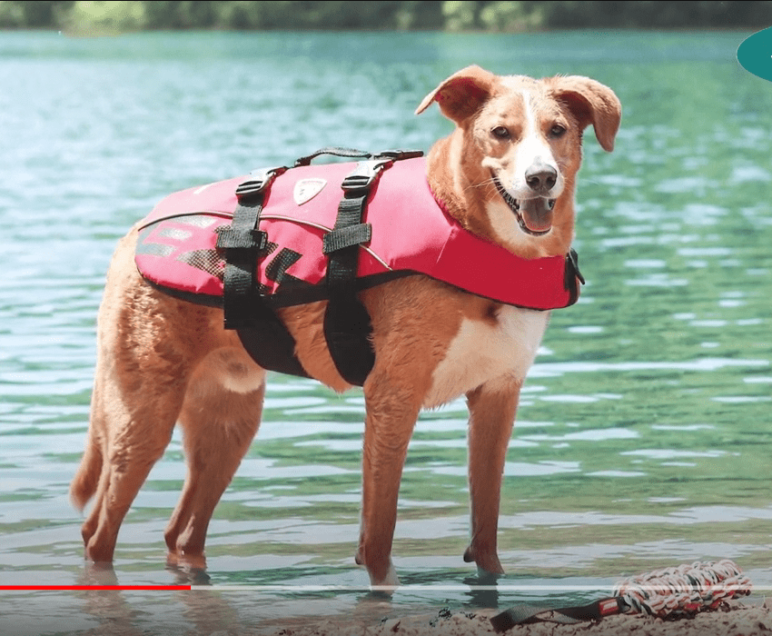 Slickers Doghouse in Padstow stocks EzyDog Lifejackets! - Slickers ◊ Doghouse
