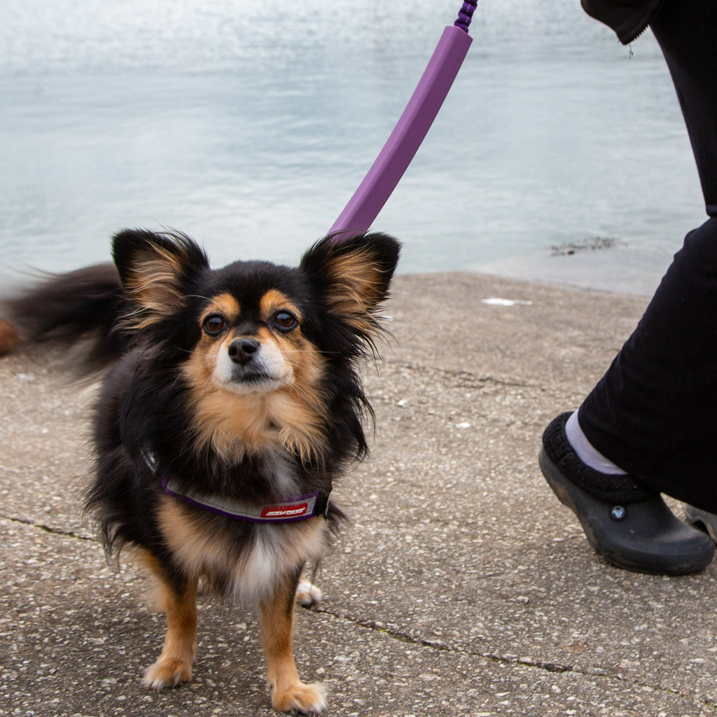 If you've had enough of your dog chewing through leads, our SlickerShields might just be the answer