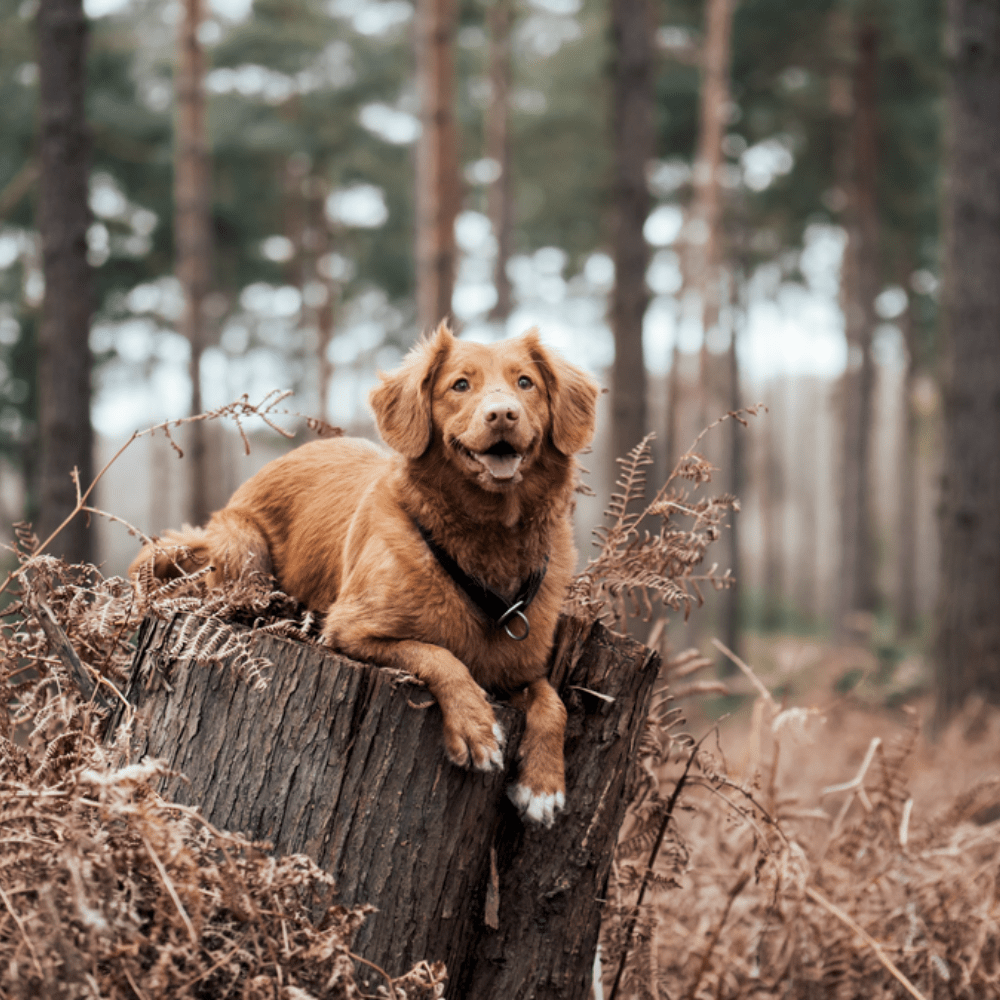 Slickers Loves… Dicky Bag! - Slickers ◊ Doghouse