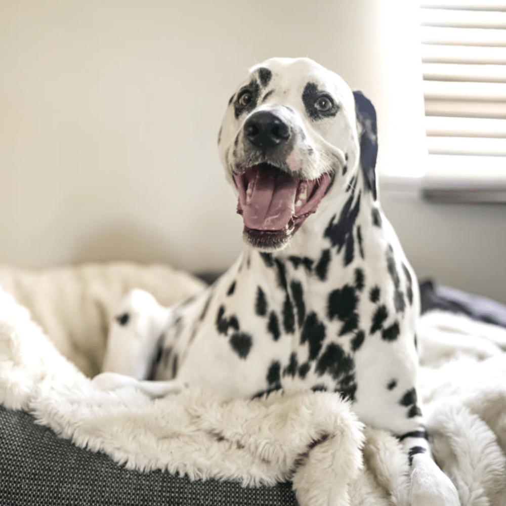 Slickers loves… Earthbound - Slickers ◊ Doghouse
