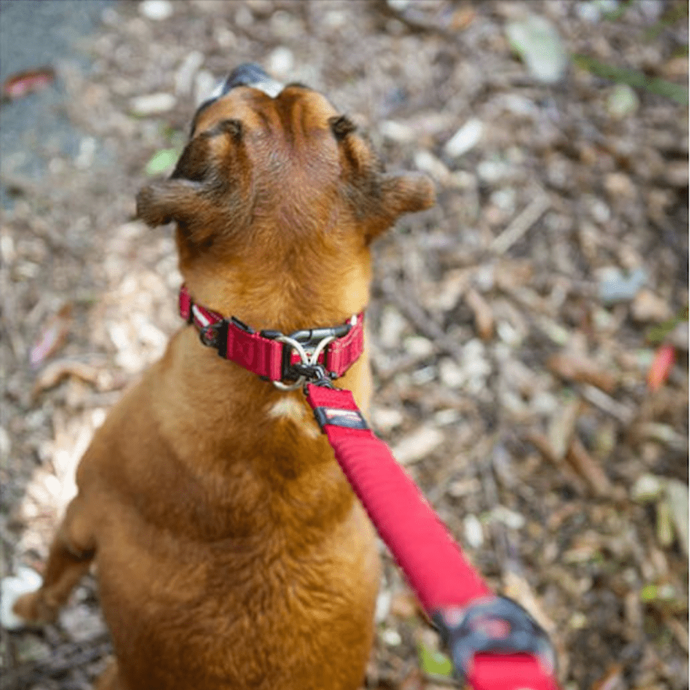 Slickers Loves…  Ezydog - Slickers ◊ Doghouse