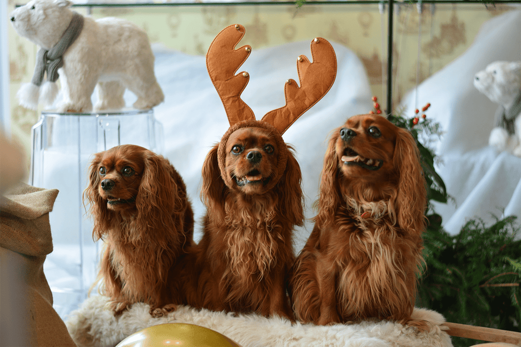 Spoil Santa’s little helper with the Slickers Christmas Collection - Slickers ◊ Doghouse