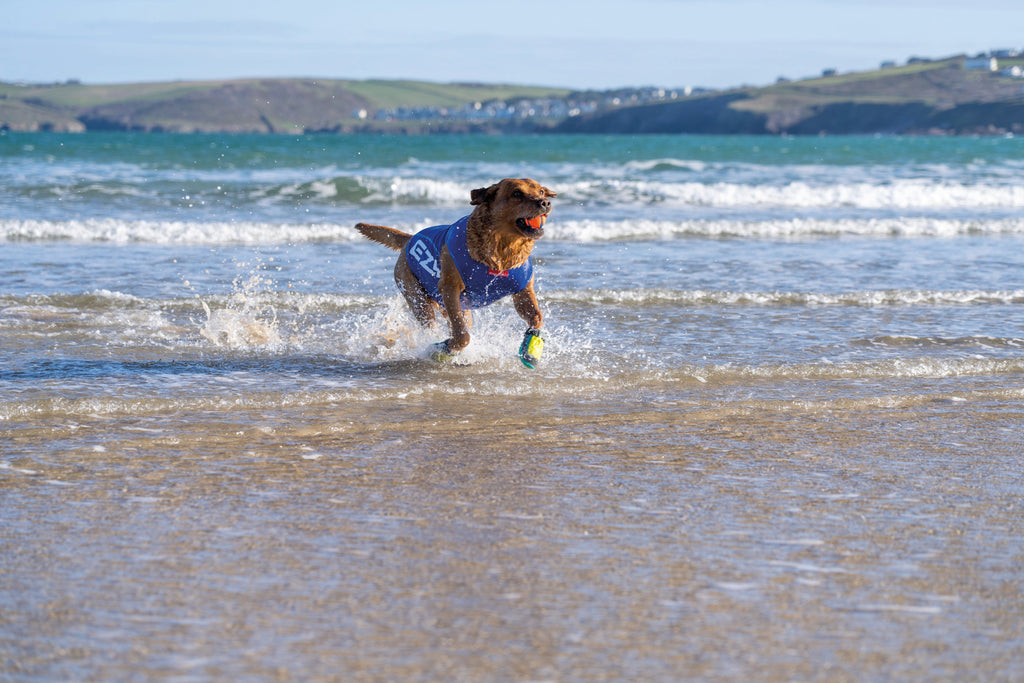 Summer essentials for dogs - Slickers ◊ Doghouse