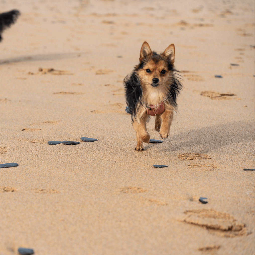 Why the EzyDog chest plate harness is simply the best dog harness! - Slickers ◊ Doghouse