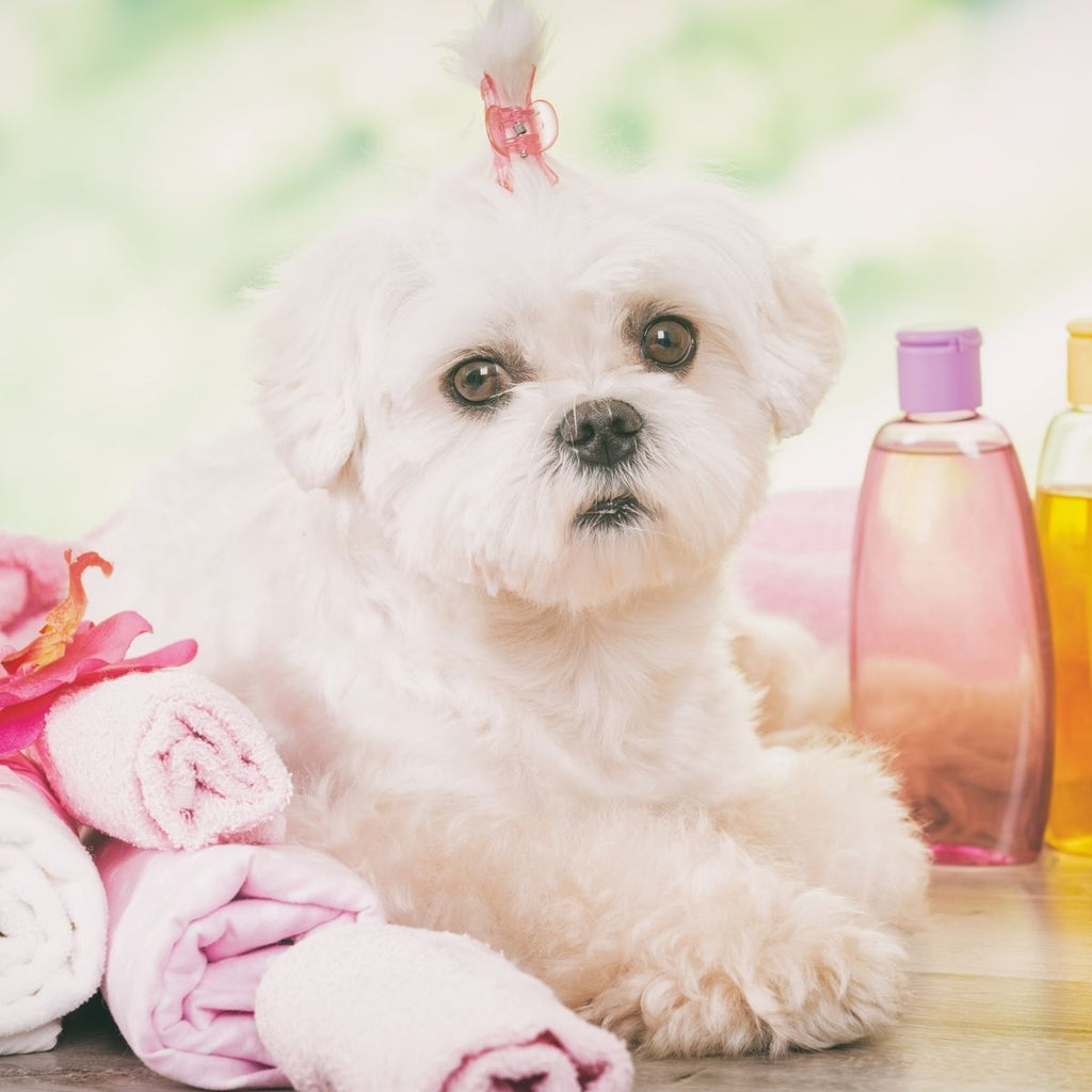 Clean dog with cologne