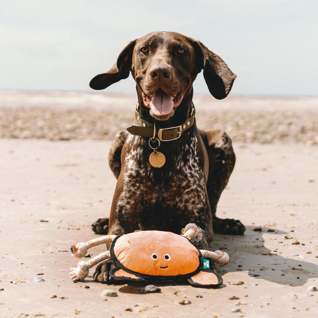 See our range of dog toys and chews to keep your dog entertained at home and while out and about.