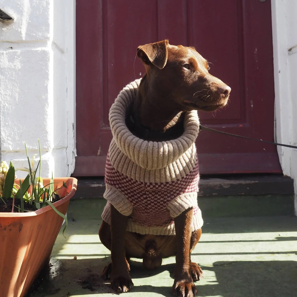 Luxury dog clothing from Wag & Wool, buy now from Slickers Doghouse delivers throughout the United Kingdom